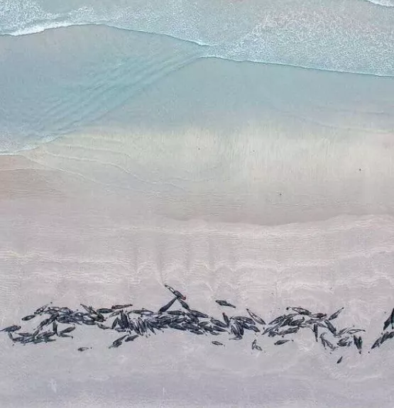 Murieron 250 ballenas piloto nueva zelanda 2