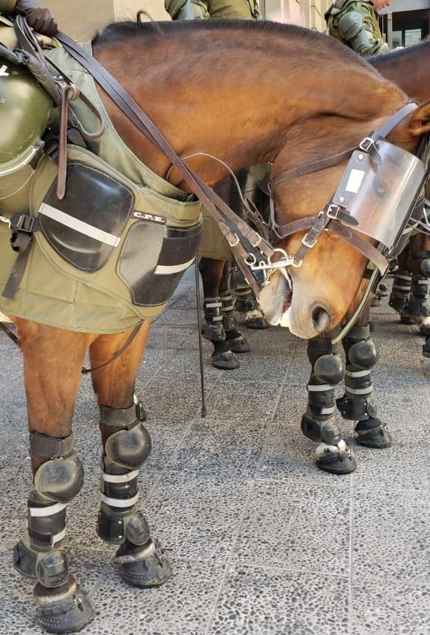 CaballosArmadosChile2