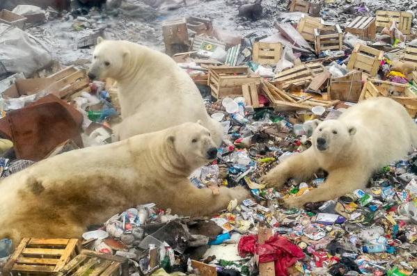 Osos Polares en extinción