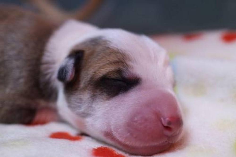 Anthony-clonado-clonacion-mascotas-Antony_CLAIMA20161211_0160_28 (1)