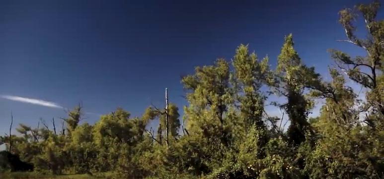 Incendios en las islas y humedales del Paraná