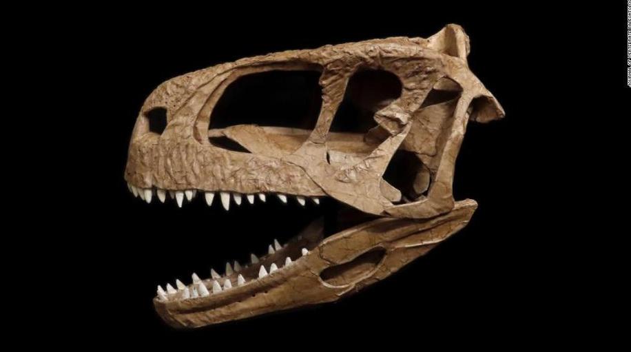 Llukalkan aliocranianus_ cnn