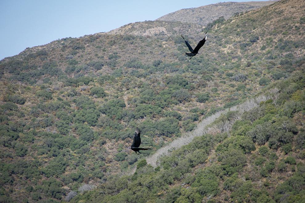 siete animales silvestres