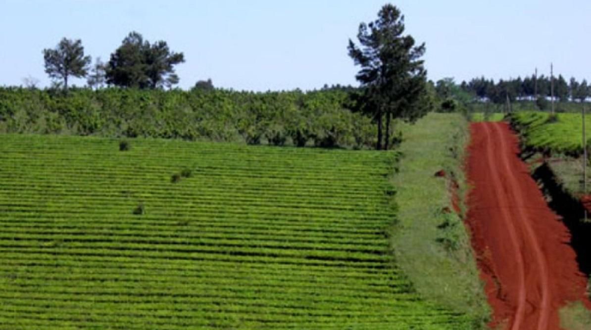 Criptomonedas Medio ambiente campo