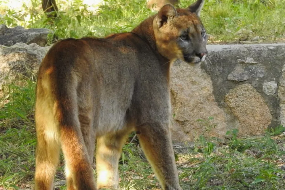 el puma