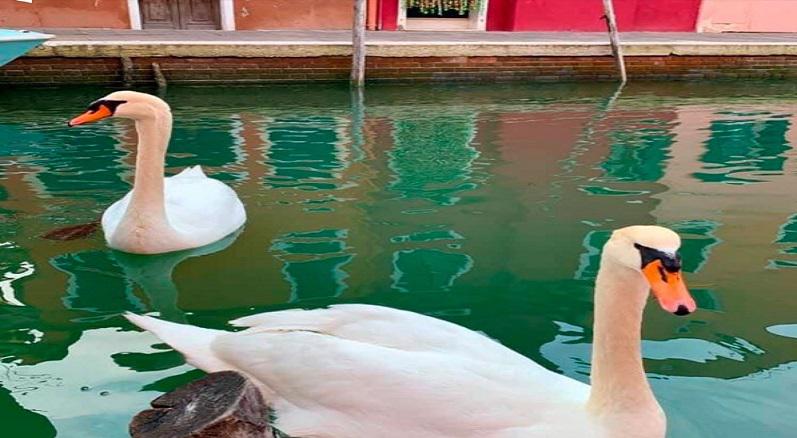 Venecia Cisnes