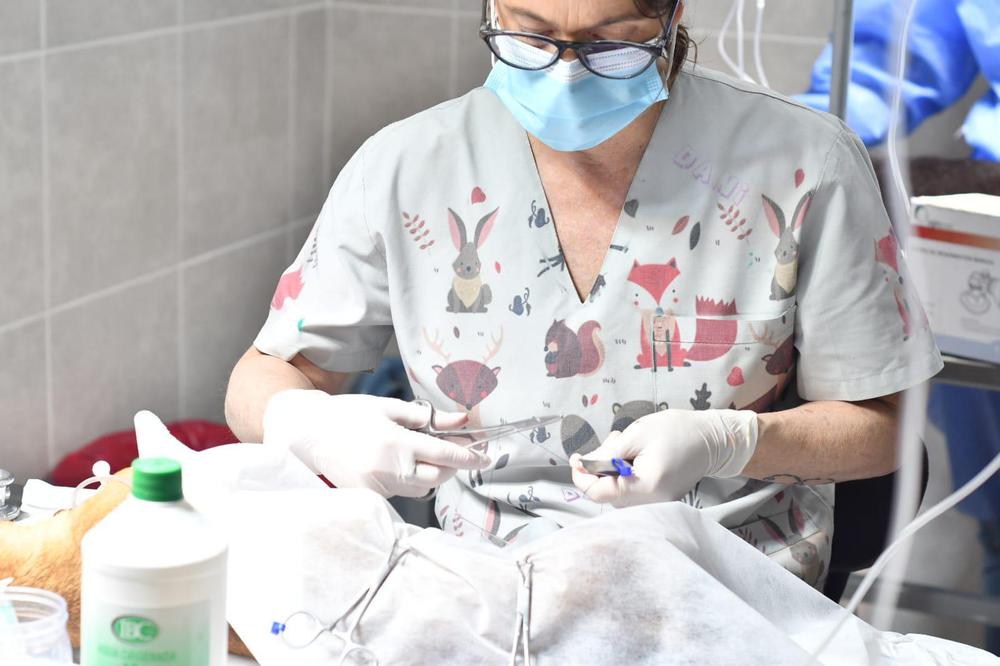 las mascotas en córdoba