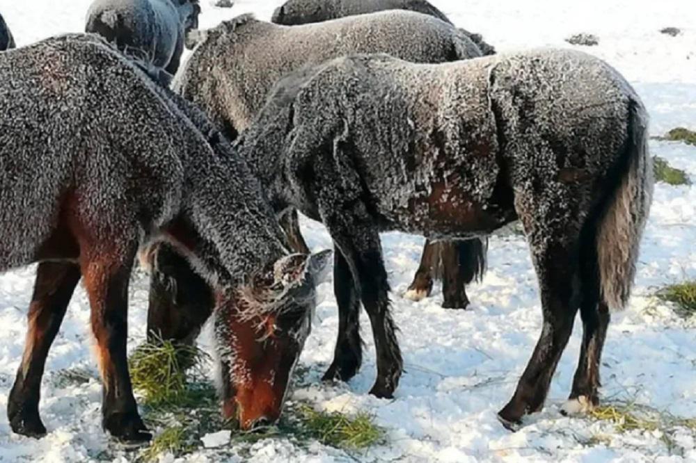 Nevadas Patagonia 02
