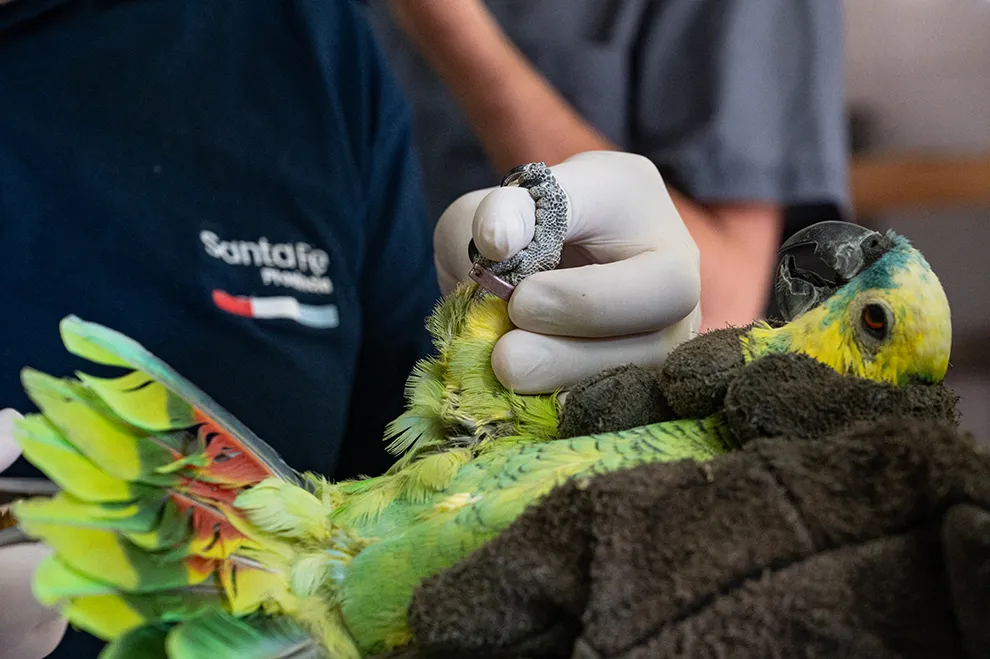 la conservación de loro