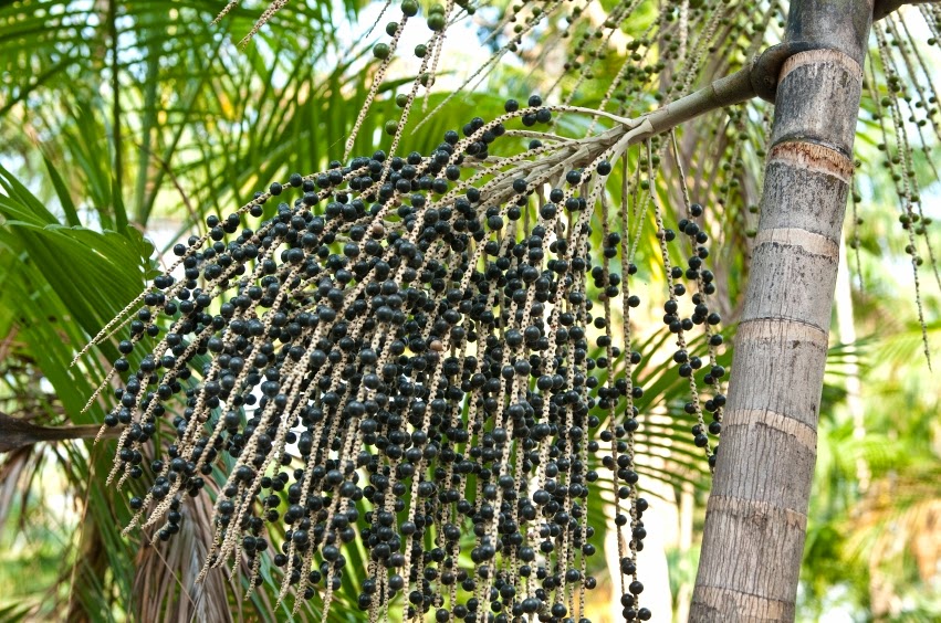 acai-palm-tree
