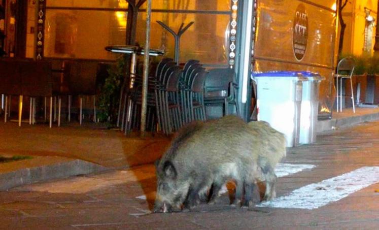 Jabali en venecia