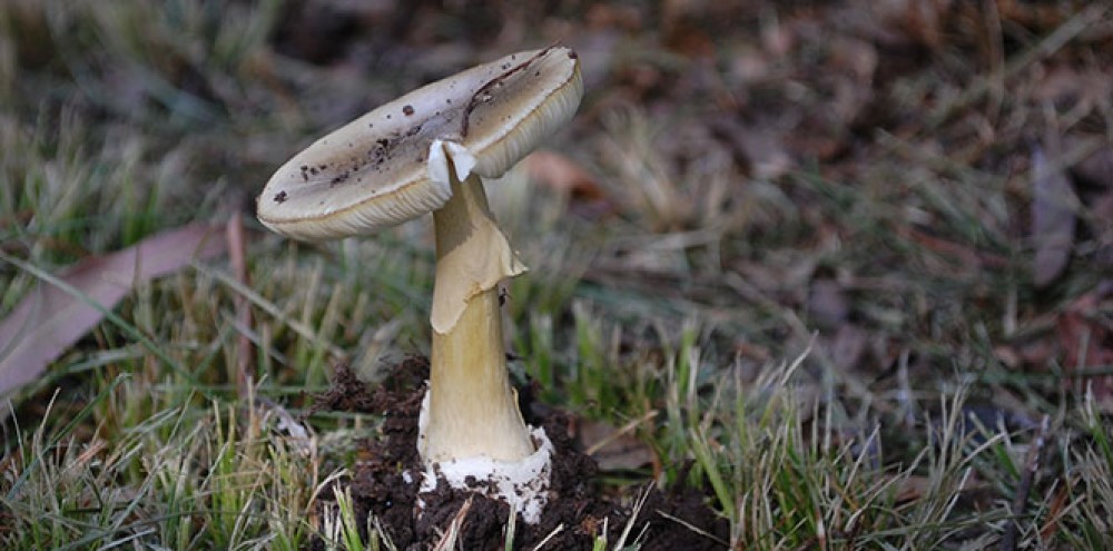 AmanitaPhalloides2