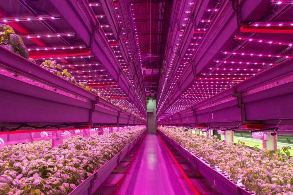 pensis_ix_10_0_granjas_verticales_nueva_forma_cultivar