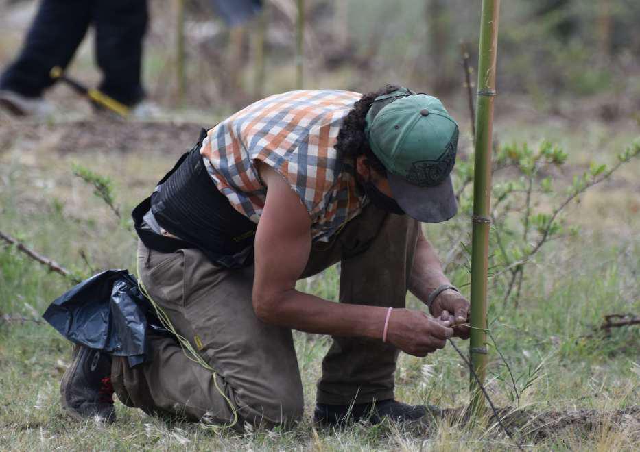Forestando en cba