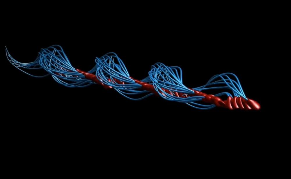 espermatozoide movimiento