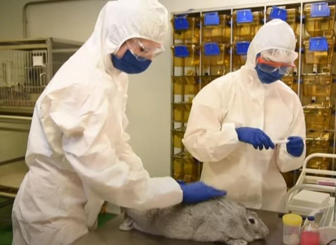 Rusia vacuna de covid-19 para animales