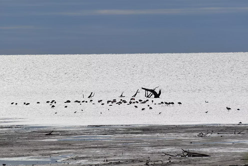 Bañados del Río Dulce y Laguna Mar de Ansenuza