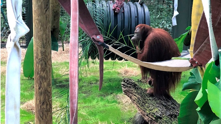 Orangutana2