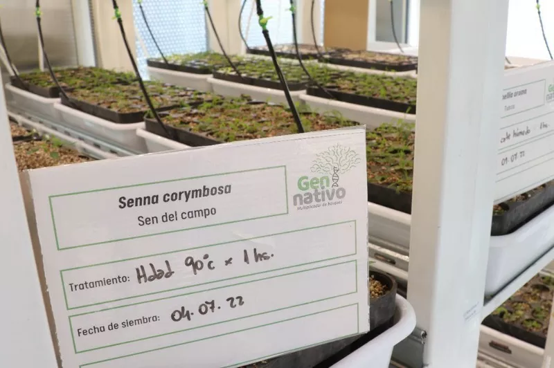 GEN-NATIVO-01_ cba.gov.ar