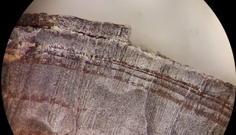 Prueba de que hubo asentamientos vikingos en America