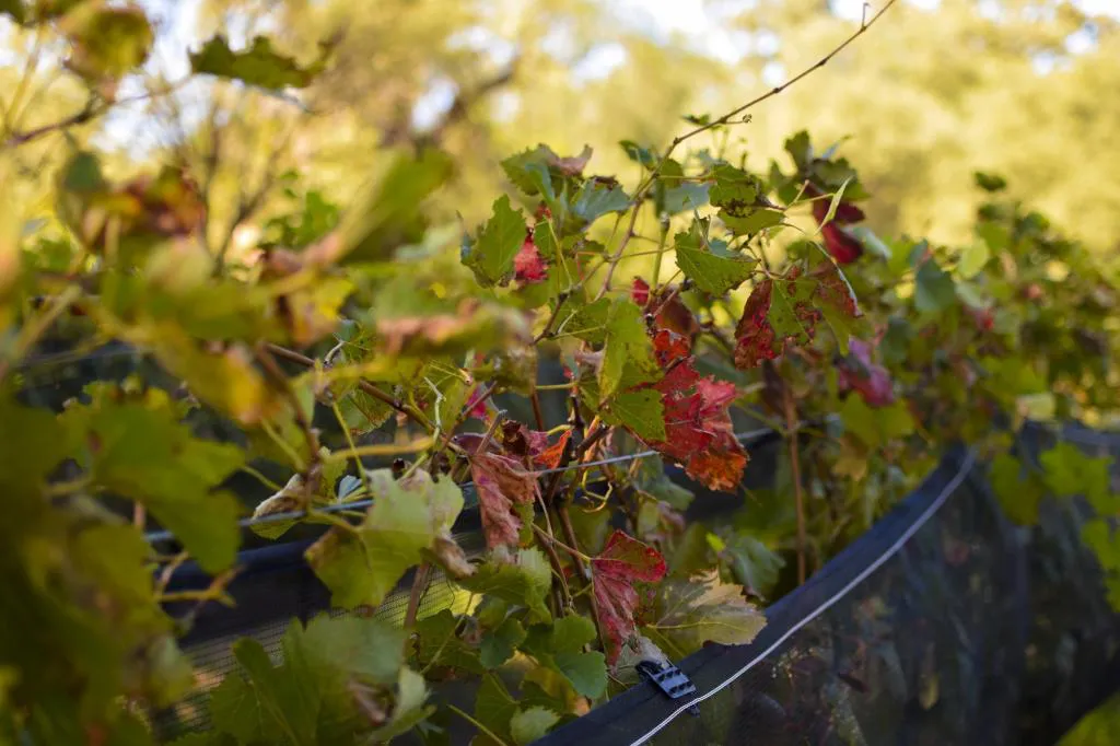 homenaje al vino cordobés