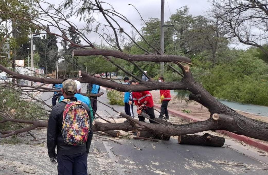 tormenta-viento-arboles-caidos-defensa-civil-00_ prensa Municipalidad