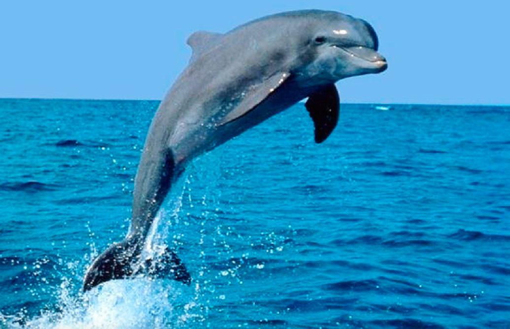 Delfin