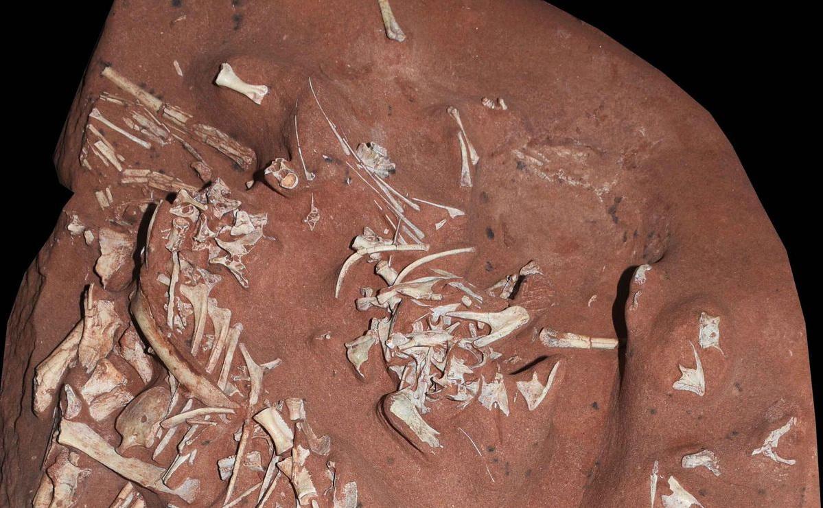 dinosaurio - brasil- fosil_ gentileza