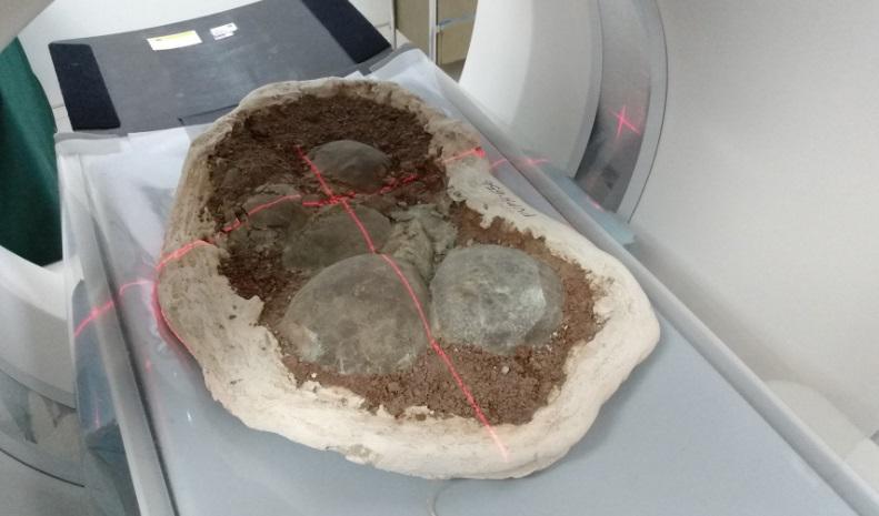 tomografías para estudiar los secretos sobre los dinosaurios 2