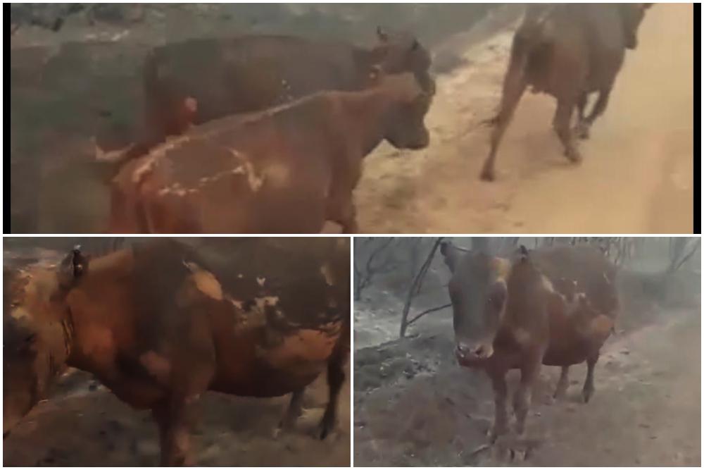 animales afectados por el incendio 