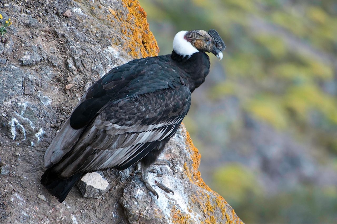 condor2