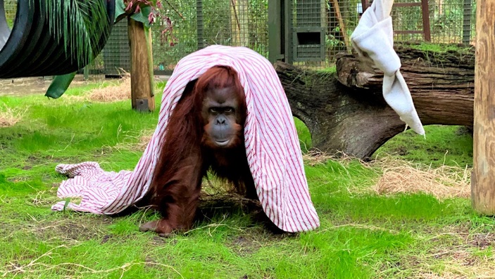 Orangutana