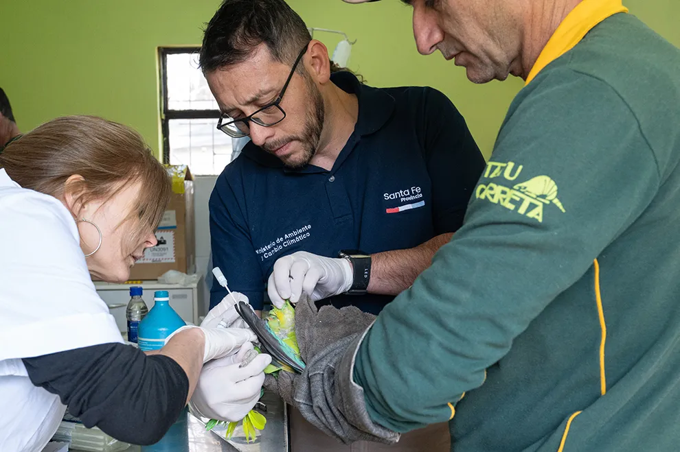 la conservación de loros