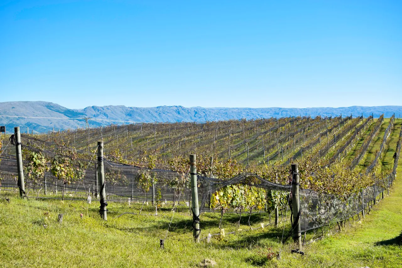 la semana de los vinos