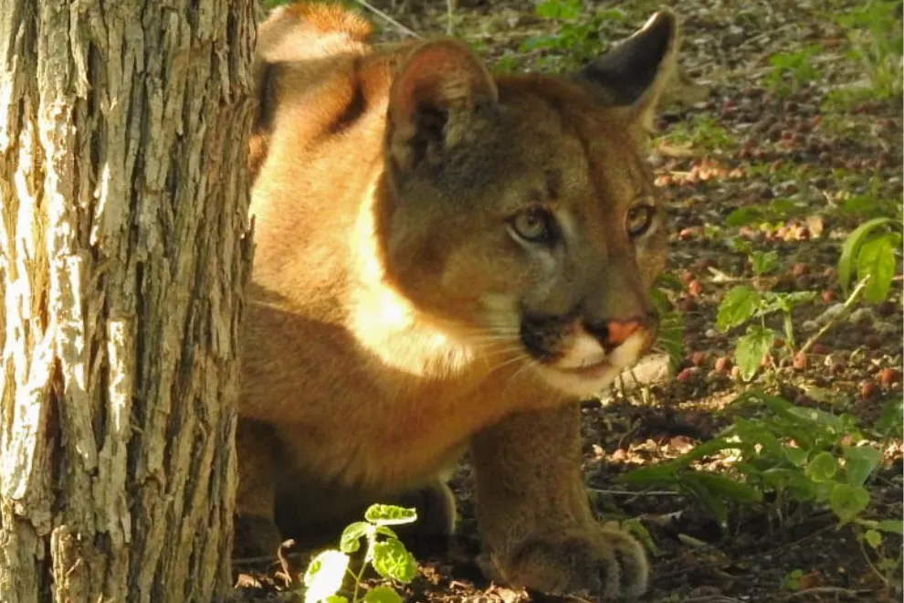 puma