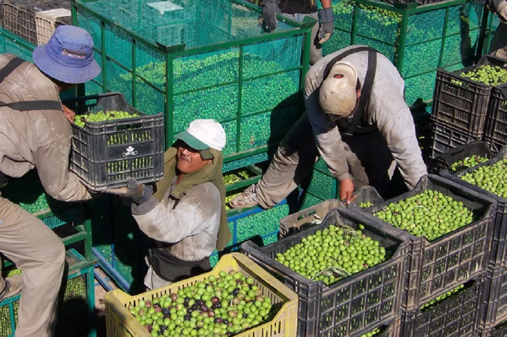productores de aceite de oliva
