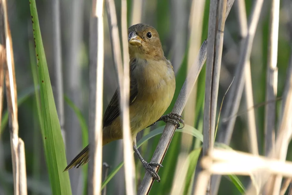 policía ambiental aves silvestres