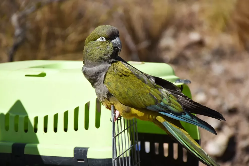 la Policía Ambiental