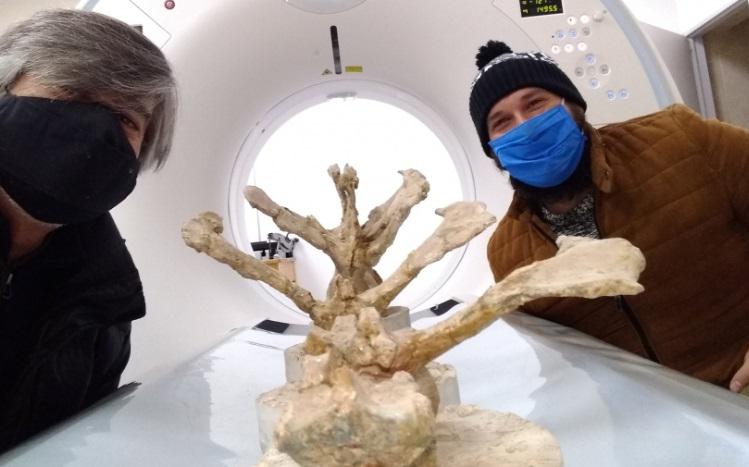 tomografías para estudiar los secretos sobre los dinosaurios 4