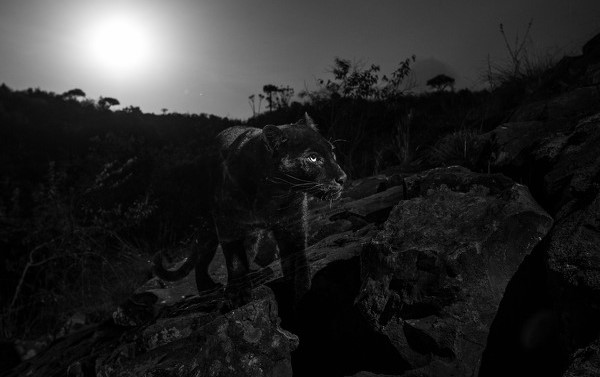 black_leopard2