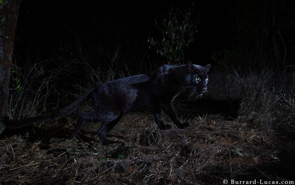 black_leopard