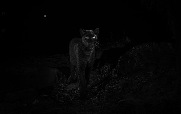 black_leopard_kenya2