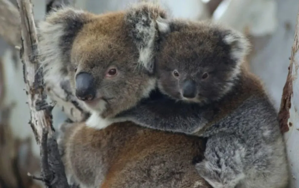 Australia koalas
