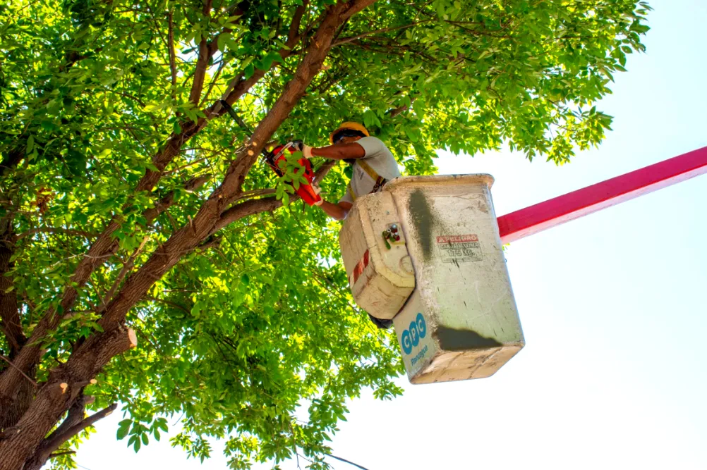 _tareas de despeje de luminarias