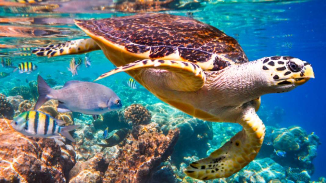 Biodiversidad