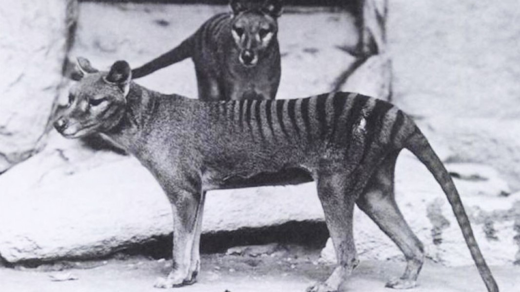 TigreTasmania