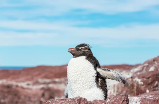 pingüino de penacho amarillo en su hábitat natural.