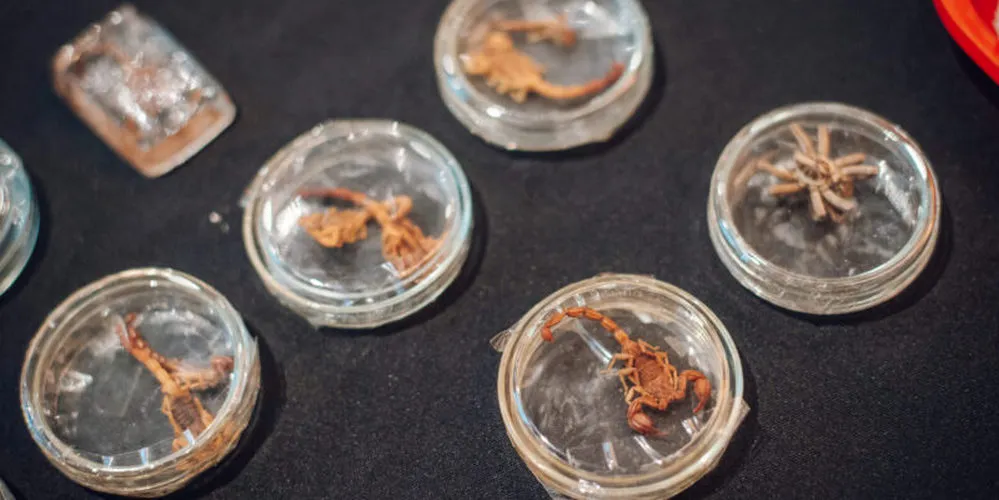 EL OBJETIVO FOTO CORDOBA ANIMALES PONZOÑOSOS