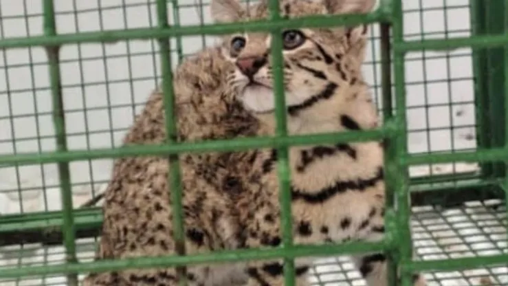 cachorro de gato montés