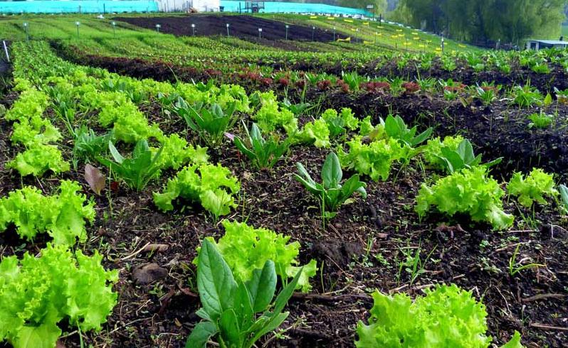 cultivos-organicos_ gentileza